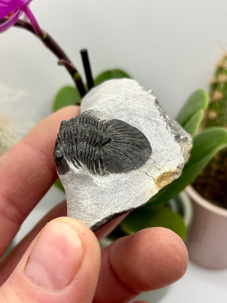 Trilobite (morocco) Scutellum pusch 1833 c300myo Devonian , North Africa