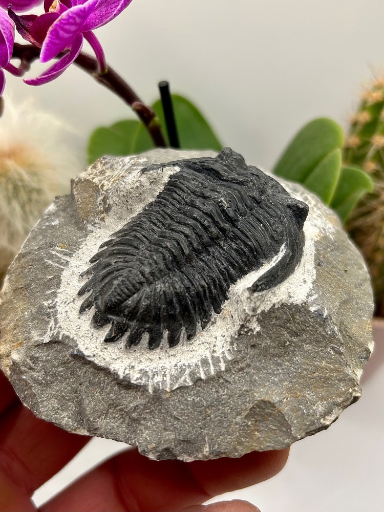 Trilobite fossil, Hollardops mesocristata (Le Maître, 1952)c300 myo North A