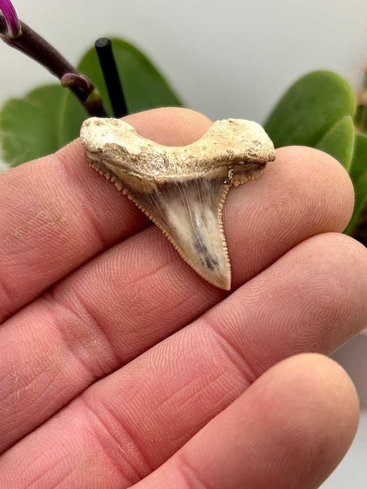 Palaeocarcharodon Orientalis, (Pygmy White) extinct shark tooth. Cretaceous