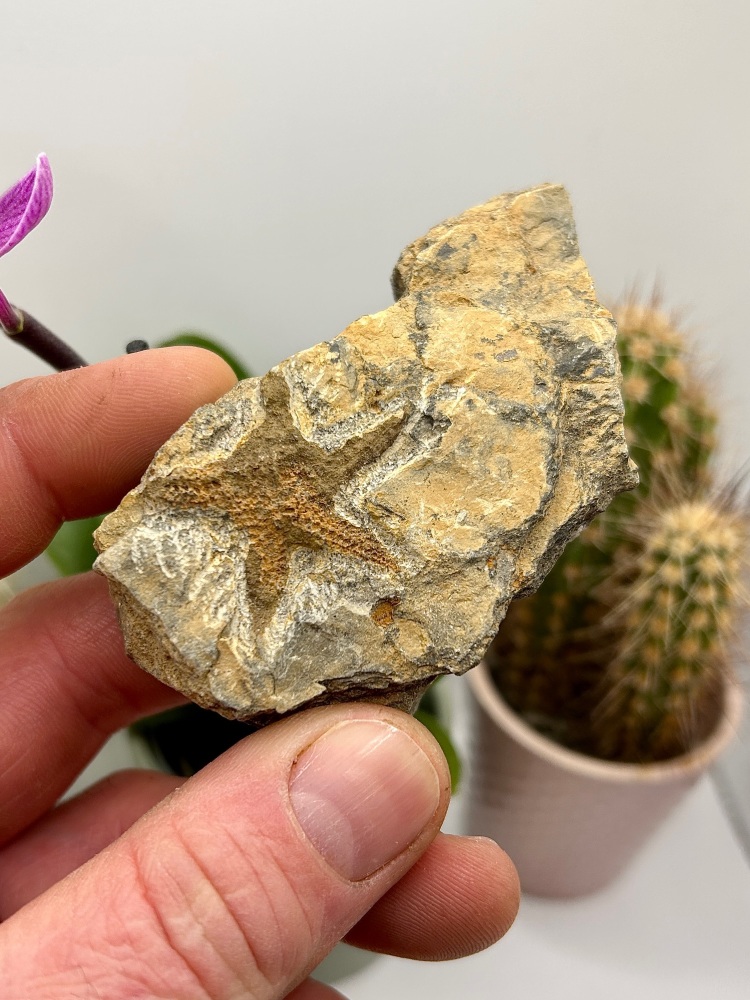 Petraster sp, starfish fossil, Ordovician, Kataoua fm, Morocco.