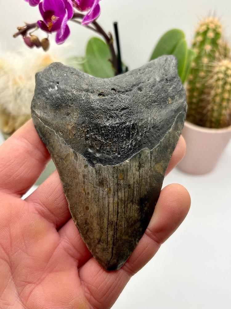 5 inches Megalodon, Otodus (carcharocles) miocene/pliocene USA