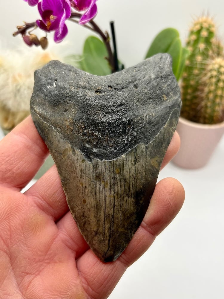 5 inches Megalodon (carcharocles) miocene/pliocene USA