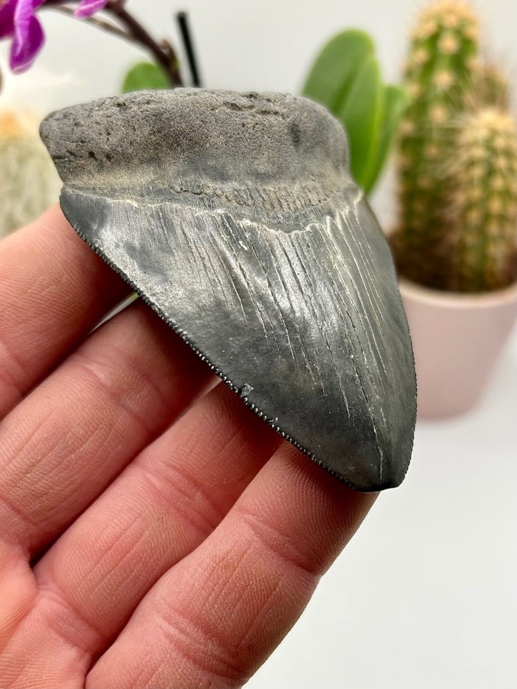 Megalodon tooth, 23-3.6 mya, South Carolina USA