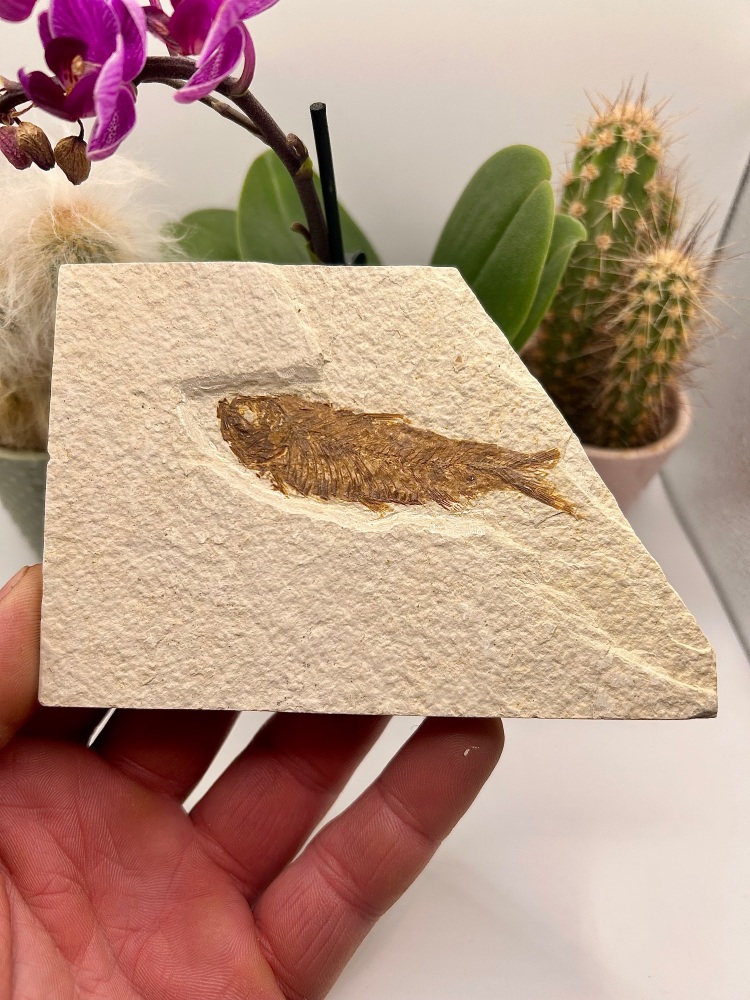 Knightia Eocaena Fish fossil (tan colour) 56-33.9 million years