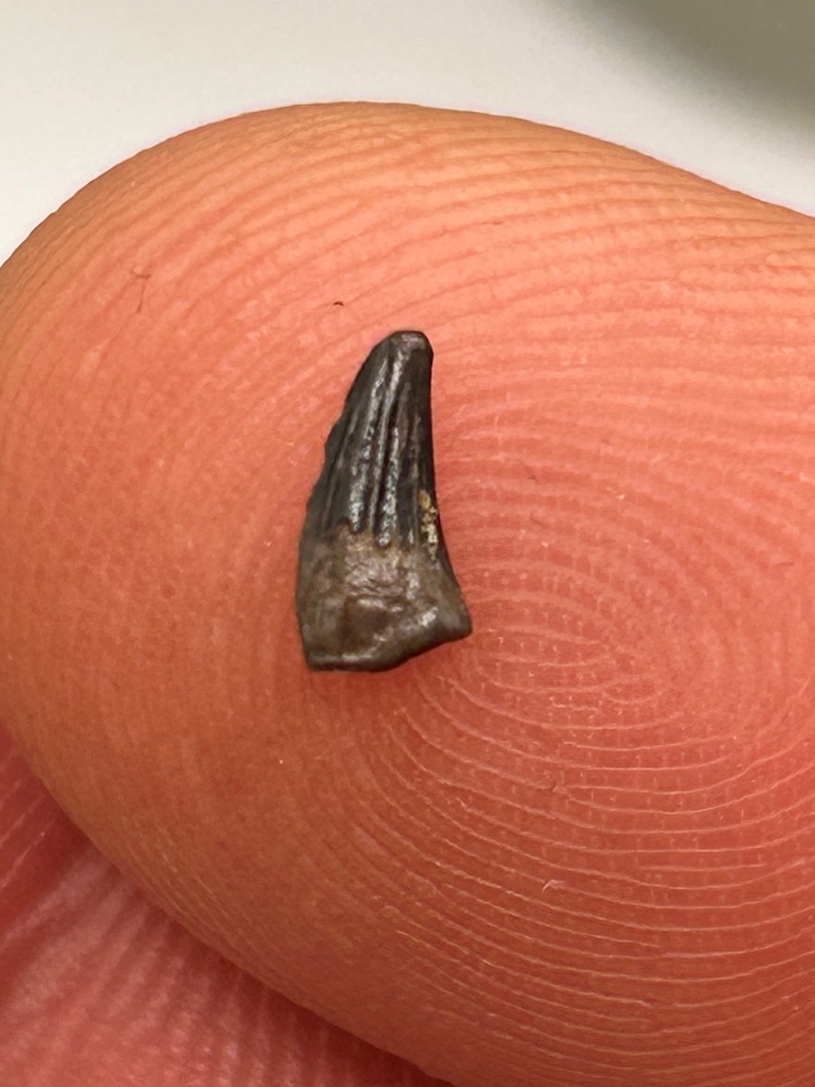 Paronychodon aff. Tooth. Hell Creek fm, Powder river county. Late Cretaceous. 65ma