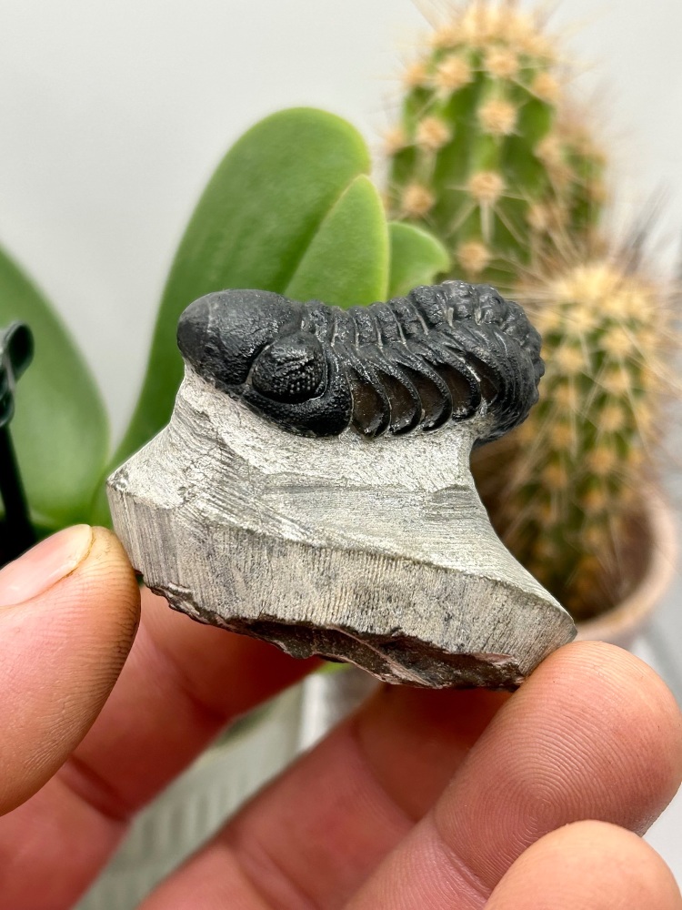 Trilobite phacops (Adrisiops Weugi). c300 myo North Africa (Adrisops Weugi)