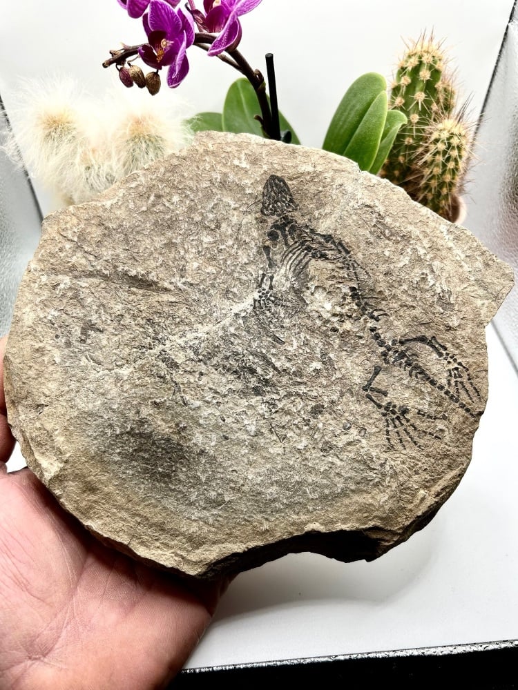 Barasaurus besairiei, early reptile skeleton fossil, upper Permian, Madagas