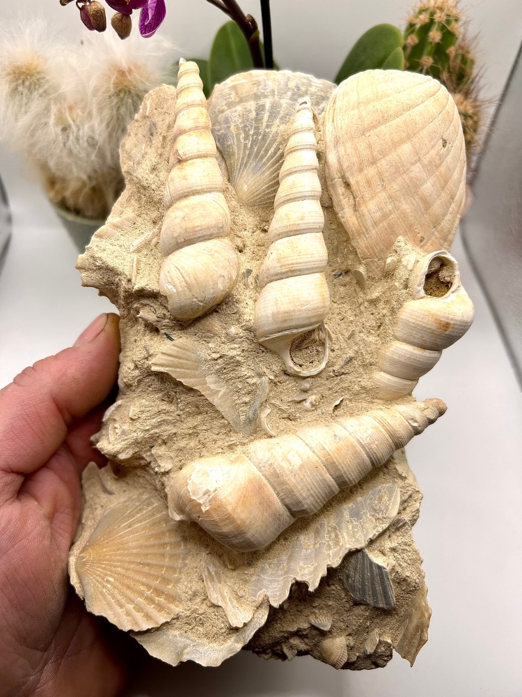 Fossil mixed mollusc mortality plate on matrix, Cretaceous period, Morocco