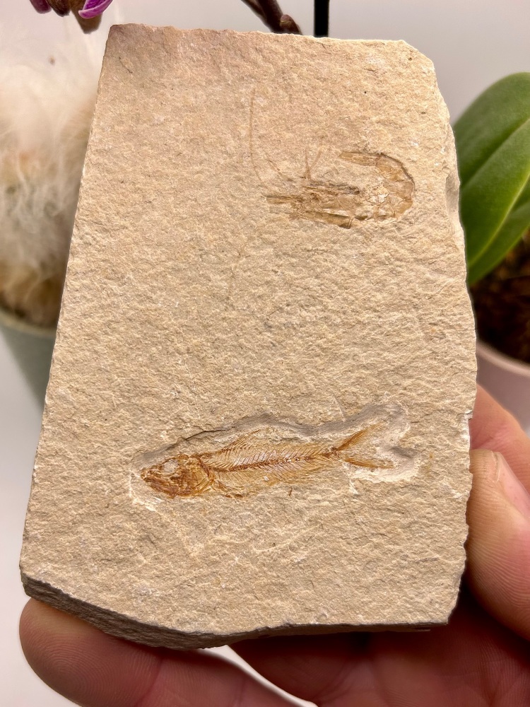 Rare fossil fish and shrimp, Lebanon, Upper Jurassic.