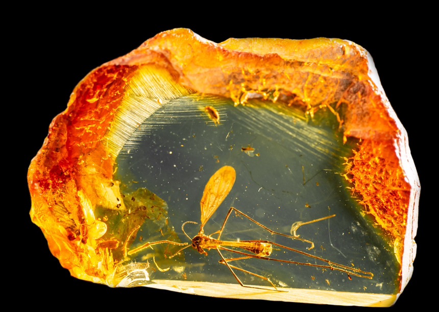 Amber with Inclusions