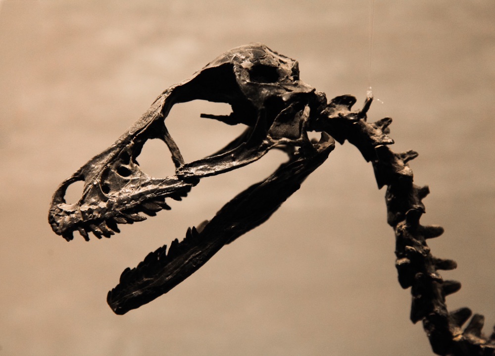 Dinosaur Fossils Found In Africa