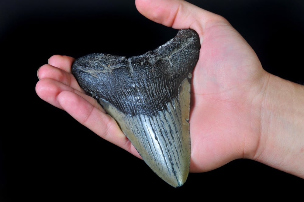 Megalodon And Other Shark Teeth