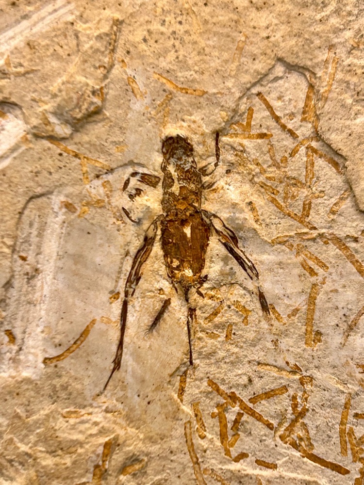 Cretaceous  fossil Grasshopper/ Cricket (Elcanid Orthopteran)  Santana Formation, Brazil.