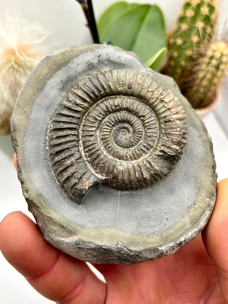 Coroniceras sp, Ammonite indet. Lower Jurassic 180 ma, Whitby, North Yorksh