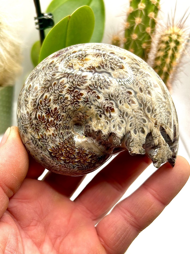 Madagascar Ammonite (polished), Cleoniceras sp, Cretaceous 100ma