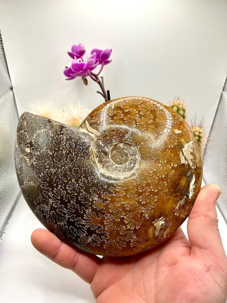 XL Madagascar Ammonite (polished), Cleoniceras sp, Cretaceous 100ma
