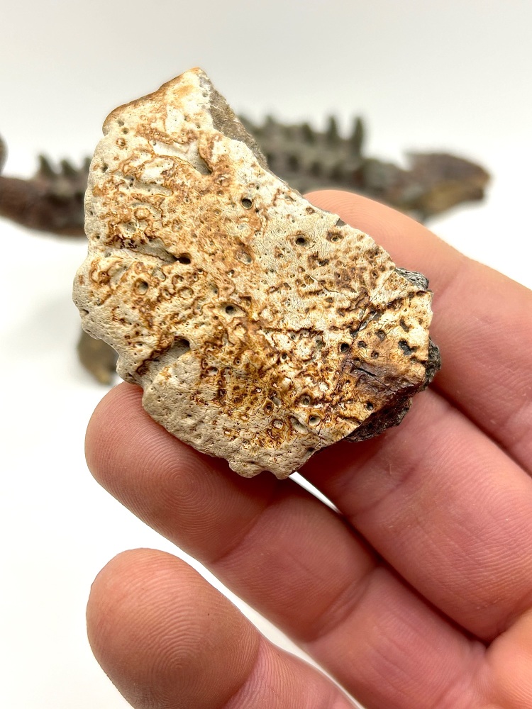 Ankylosaurus Armour plate scute (partial) Cretaceous, Hell creek formation, Montana, USA