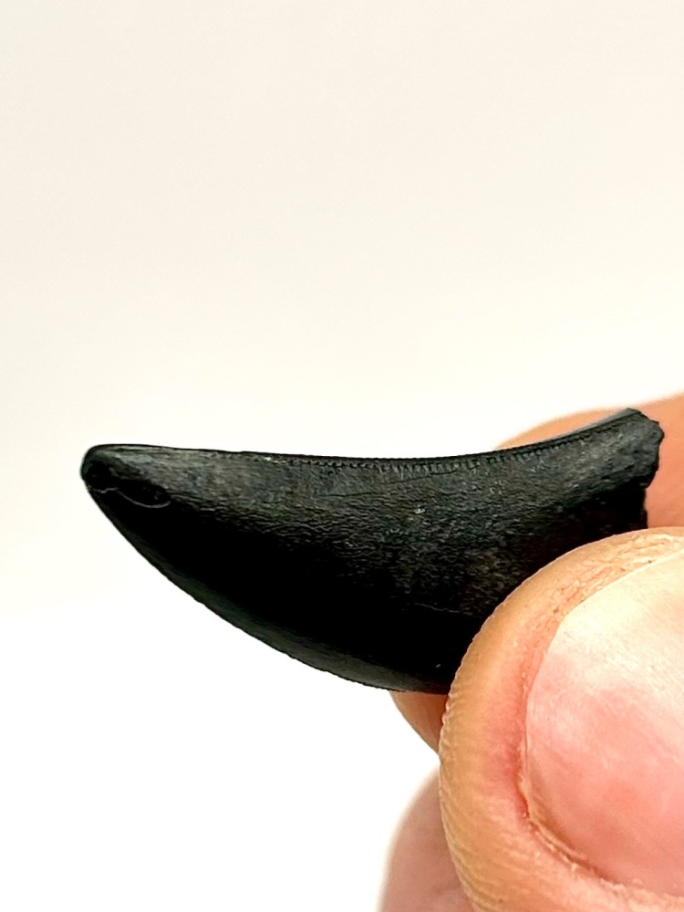 Eocarcharia dinops, rare theropod dinosaur tooth with serrations, Early Cretaceous, Elrhaz fm, Niger.