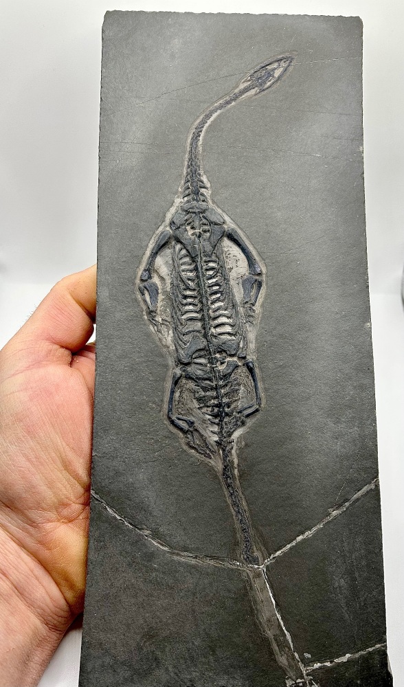 Large male Keichousaurus Hui, Guizhou Province, China, Triassic 245-208 million years ago.
