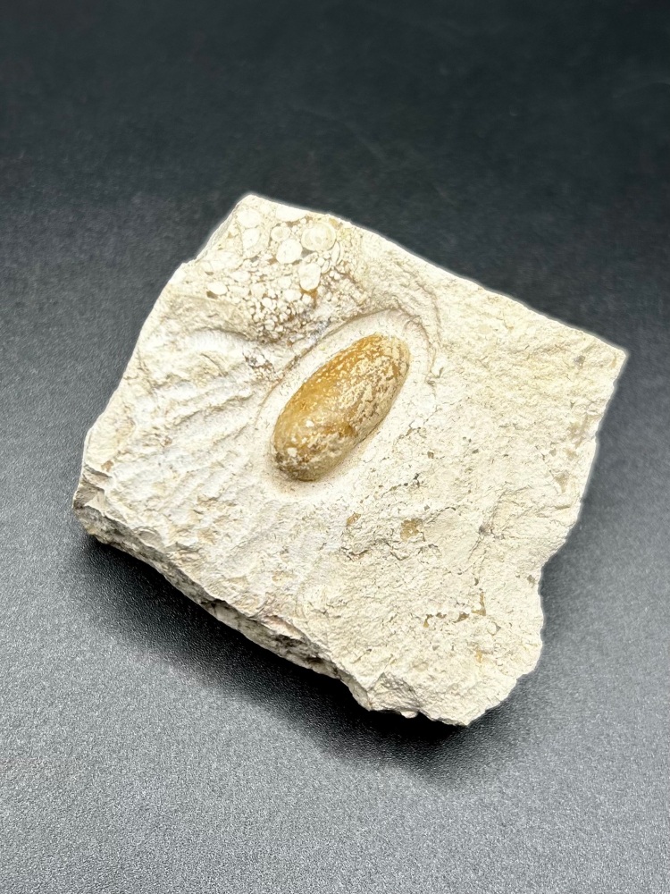 Fossil snake egg,  ophiodienovum sp, Eocene 50 ma, Bouxwiller France