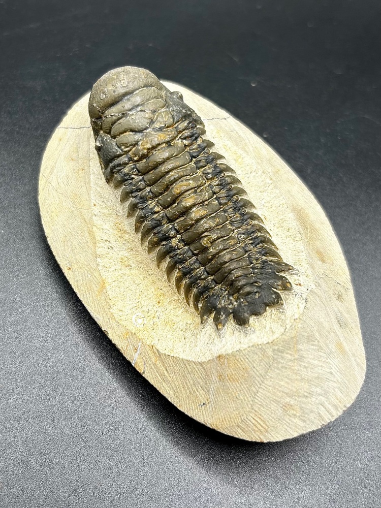Trilobite (morocco) Crotalocephalus africanus c300myo Devonian , North Africa