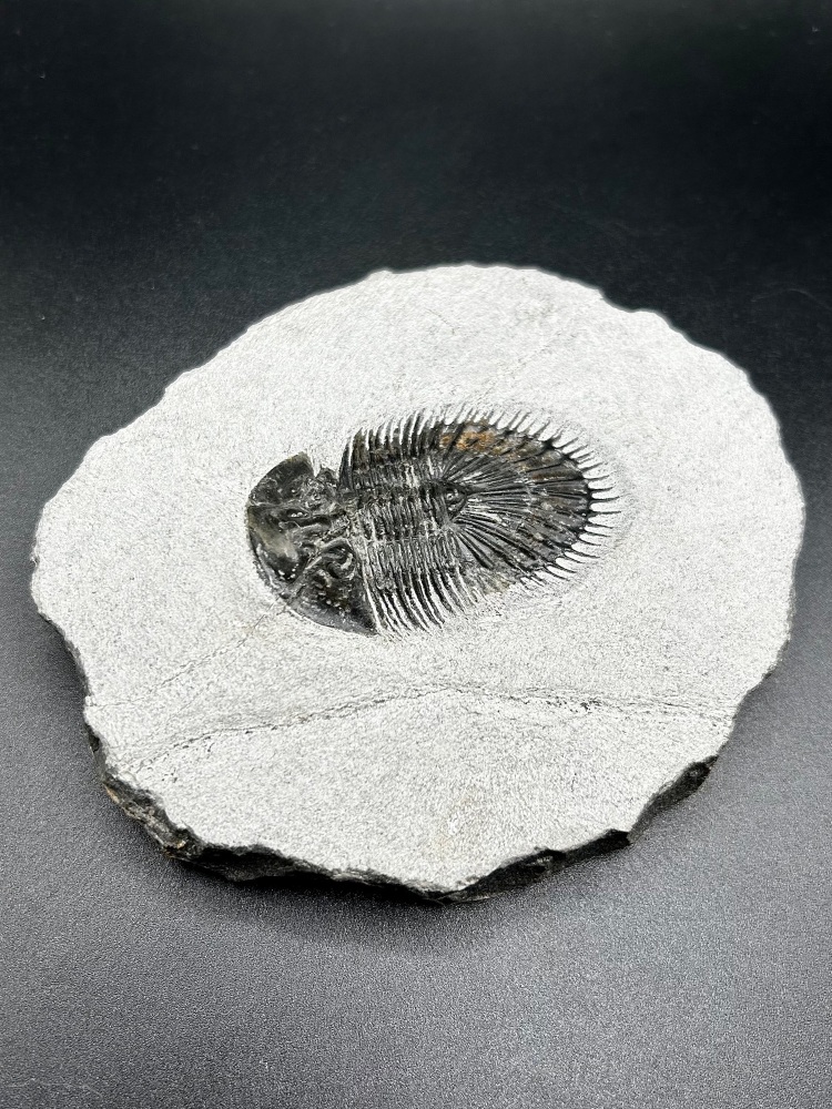 Trilobite (morocco) Scutellum pusch 1833 c300myo Devonian , North Africa