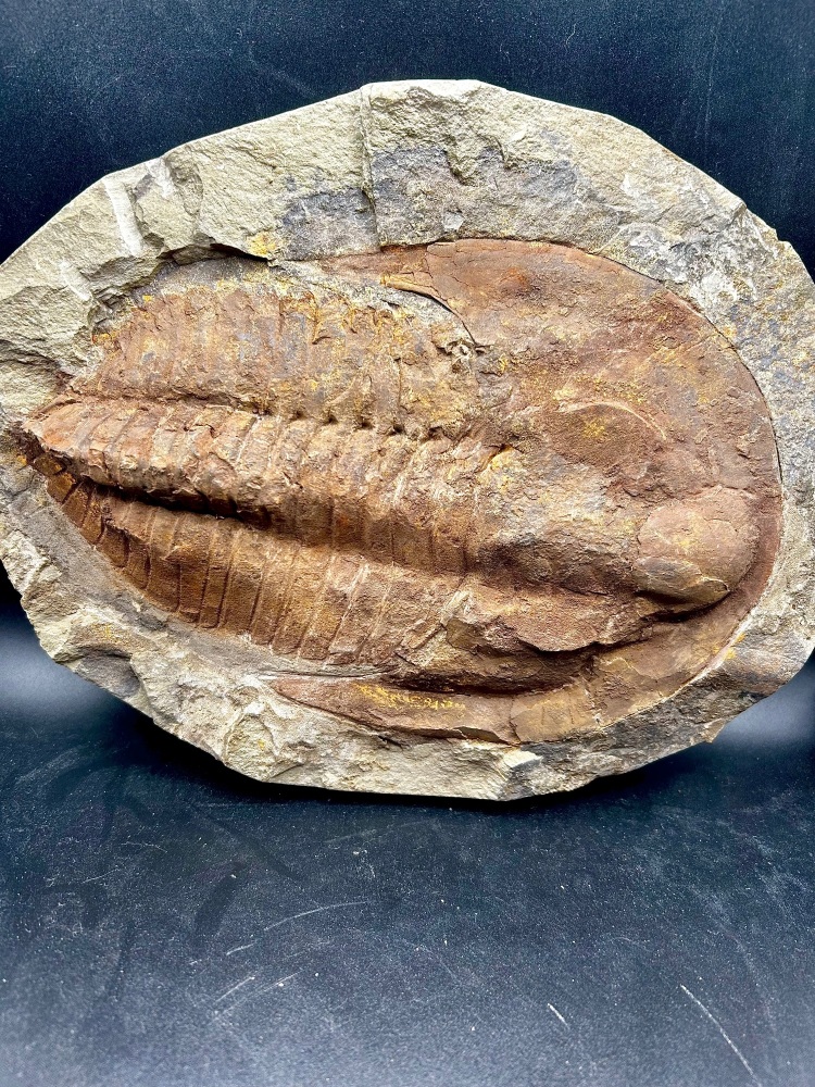 Large Trilobite, Cambropallas telesto. Middle Cambrian 500 ma.