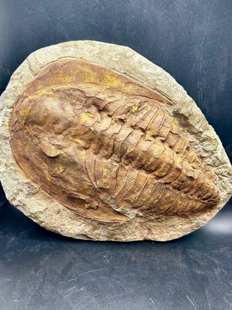 Large Trilobite, Cambropallas telesto. Middle Cambrian 500 ma.