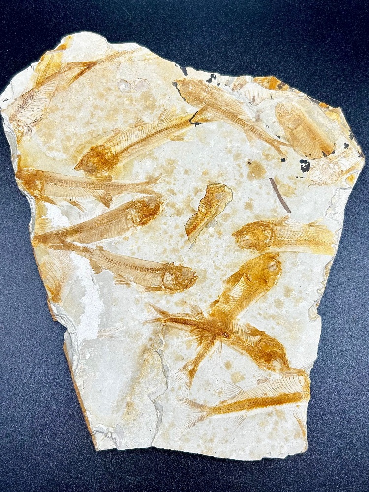 Lycoptera (L. davidi) fish fossil,  Lower Cretaceous, Yixian, Liaoning, China.