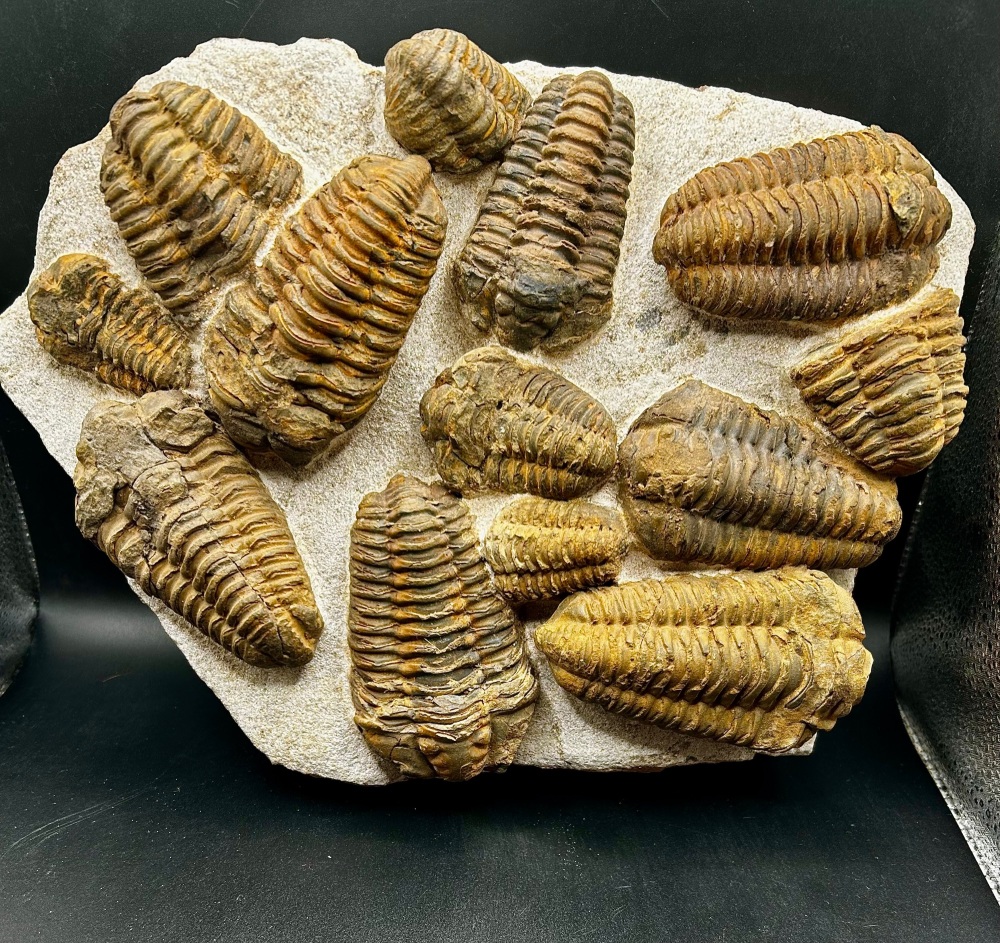 Early Trilobite Mortality plate- Diacalymene Ouzregui. Upper Ordovician, Tazpulait, North Africa, Morocco.