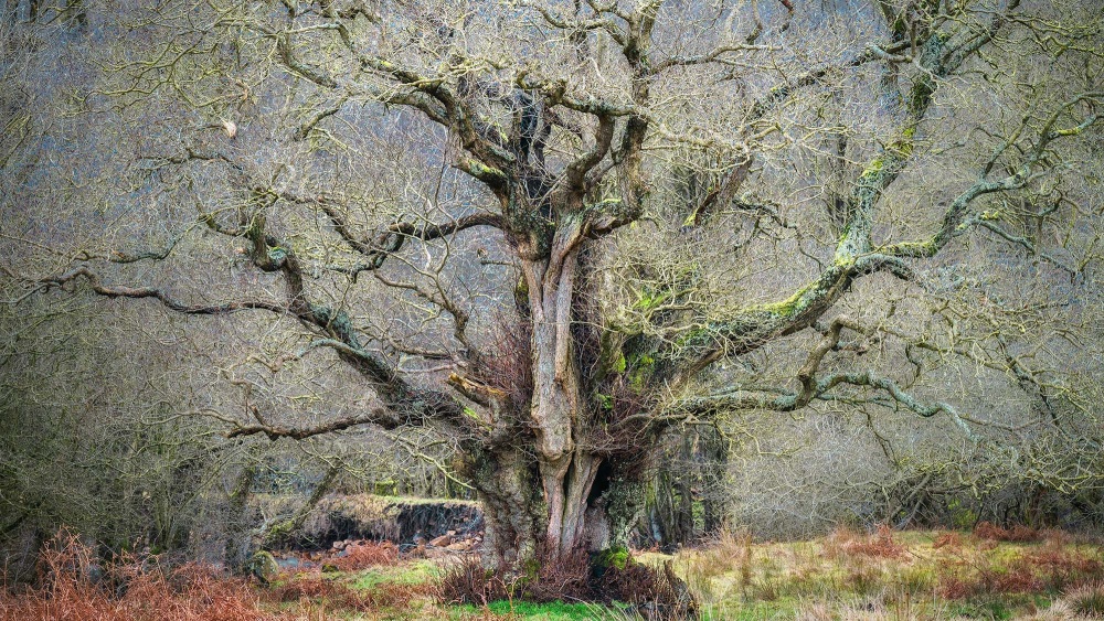 Ancient Alder