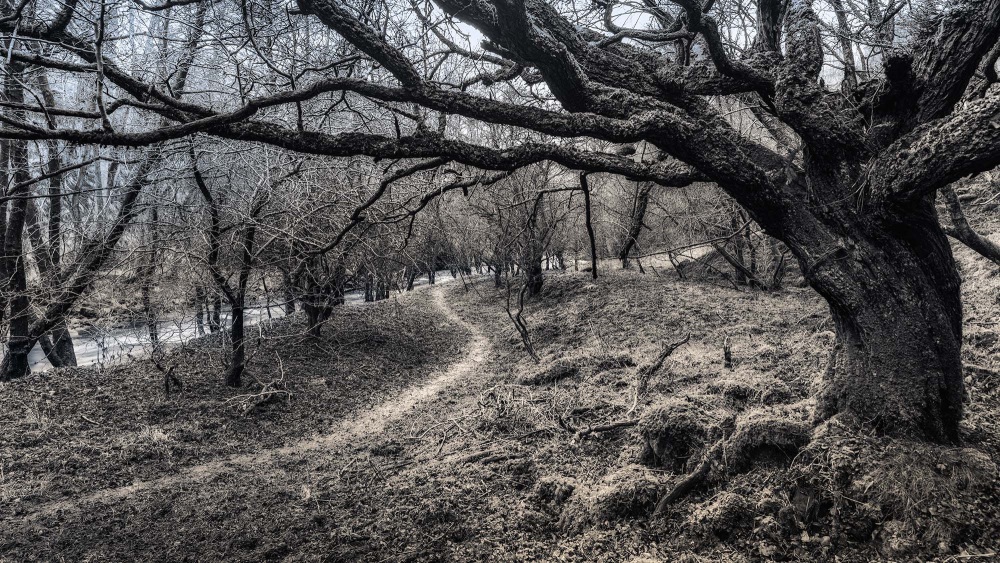 Geltsdale Winter Woods