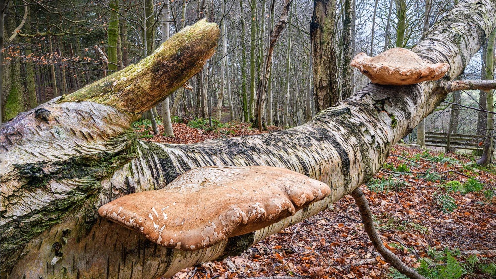 Birch Polypore