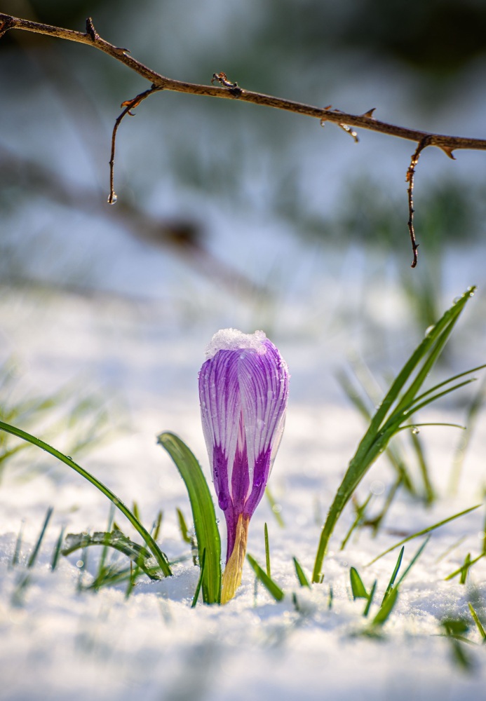 Snow Flower Portrait
