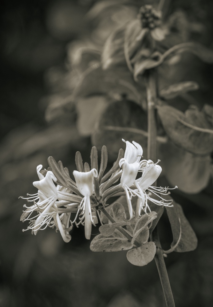 Honeysuckle B&W 1 (Portrait)