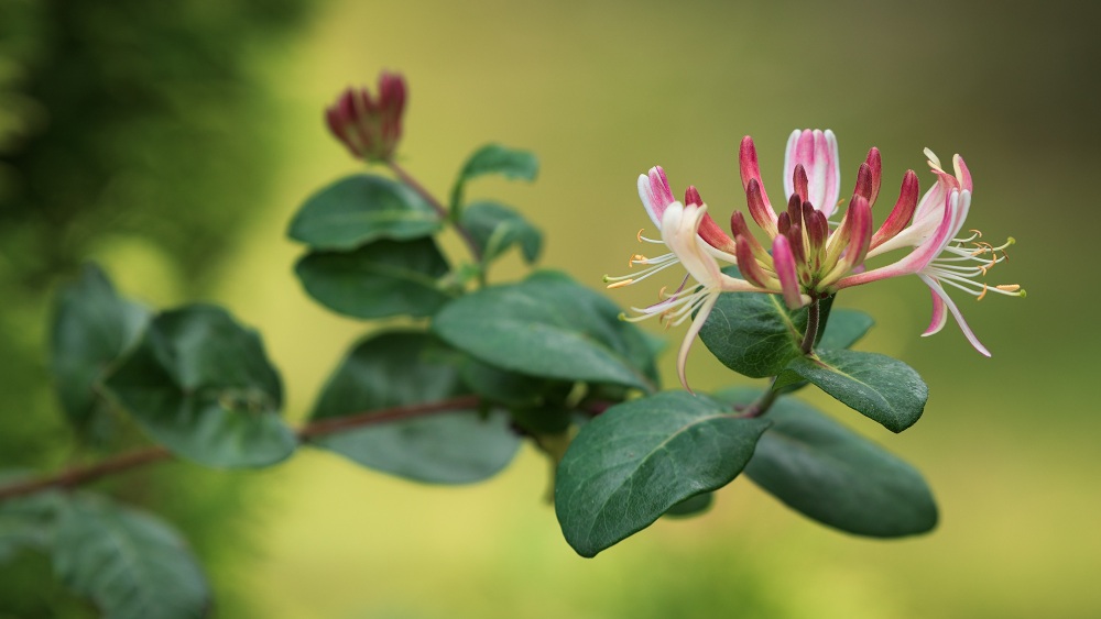 Honeysuckle Colour 1 (Landscape)