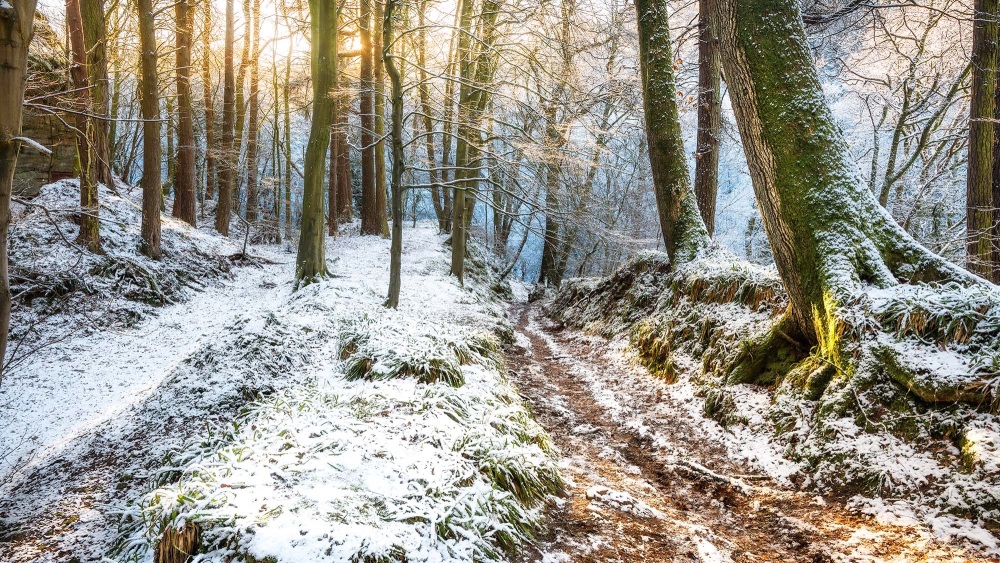 Gelt Woods Winter Sun