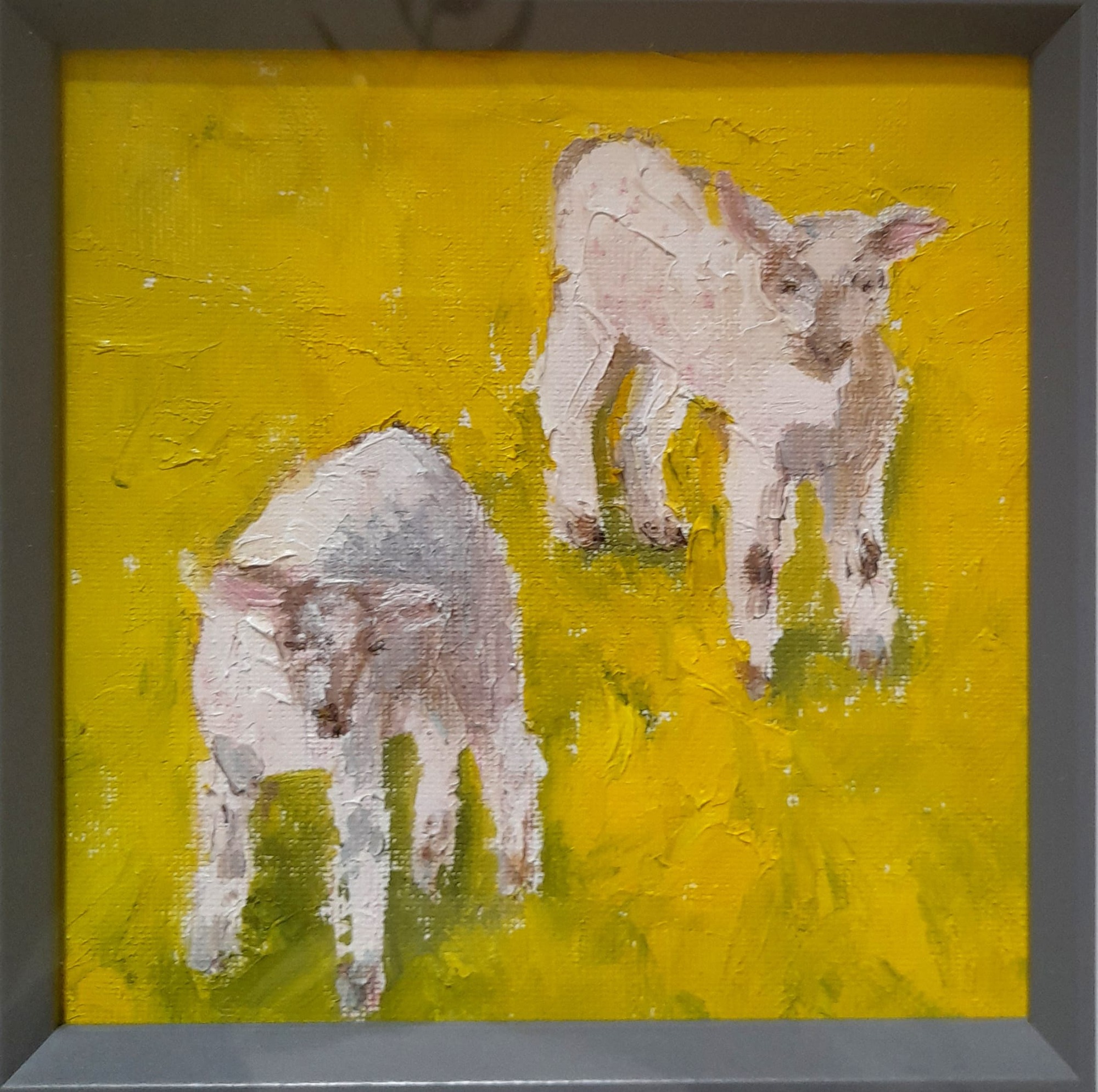 spring ex lambs