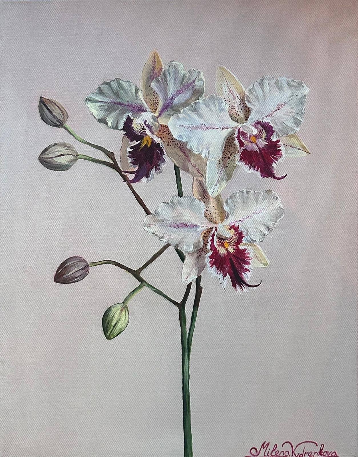 spring ex orchid