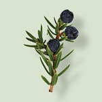 Juniper botanical Frigiliana gin