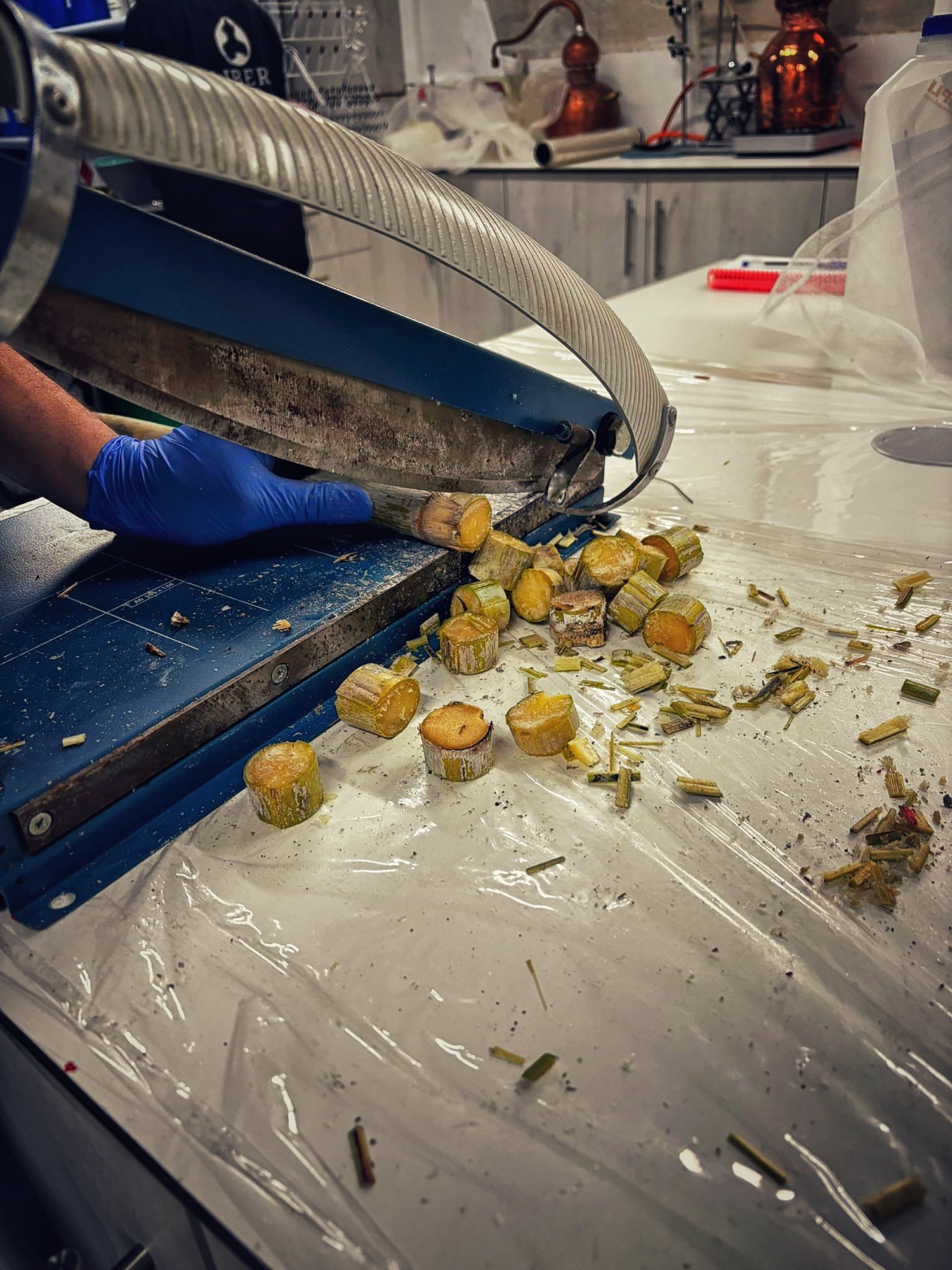 Freshly cut sugar cane stalks from Motril, providing the natural sweet edge to the D&B Gin flavor profile