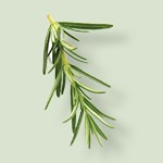 Ramas de romero fresco para aportar complejidad herbal y frescor arom&Atilde;&iexcl;tico.