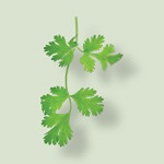 Semillas de cilantro que aportan un toque c&Atilde;&shy;trico y especiado para equilibrar el enebro.