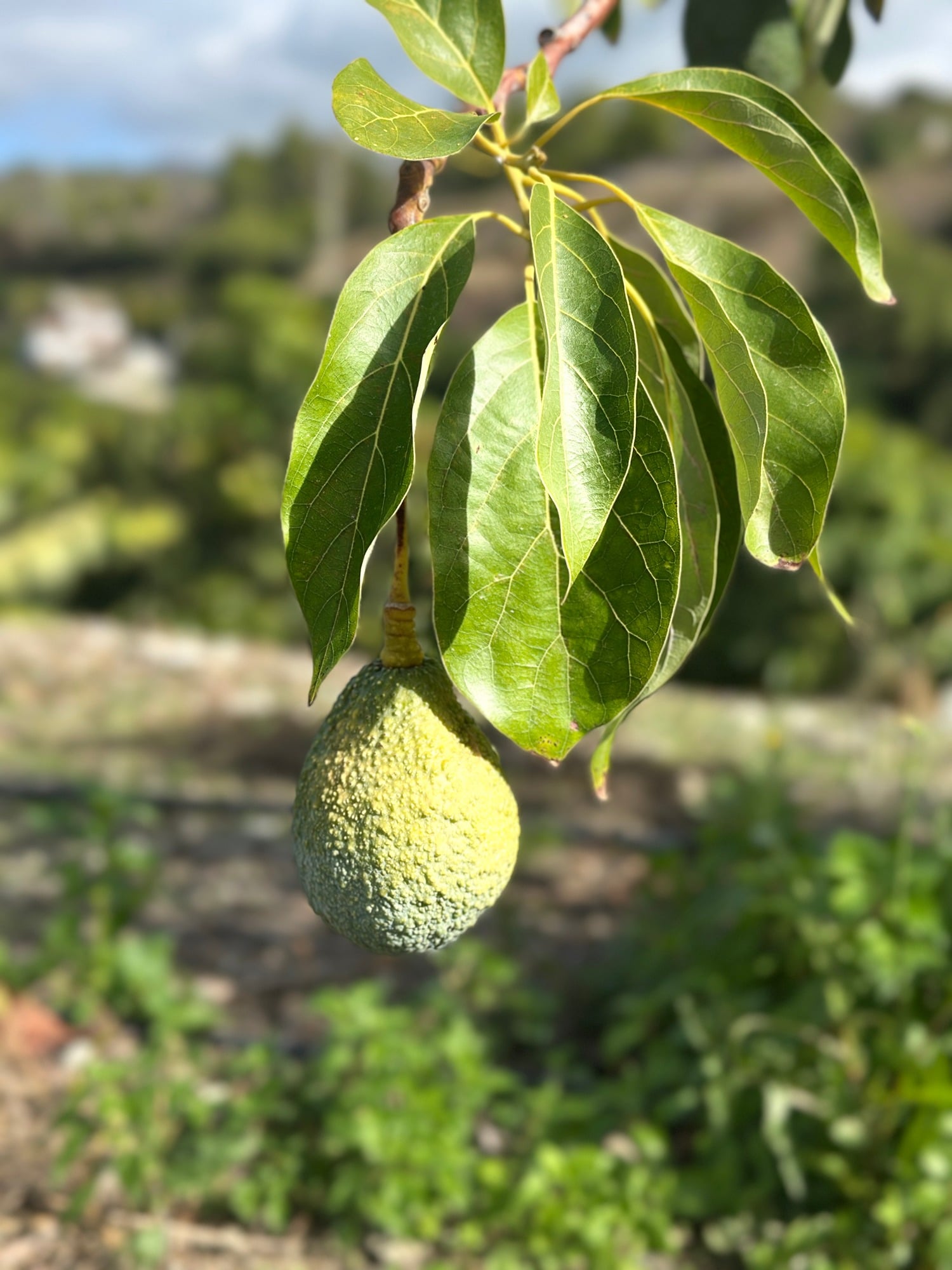 Close up of a fresh organic avocado from the Frigiliana valley, known as Green Gold and used as a key botanical in Davison & Brogan world first gin.