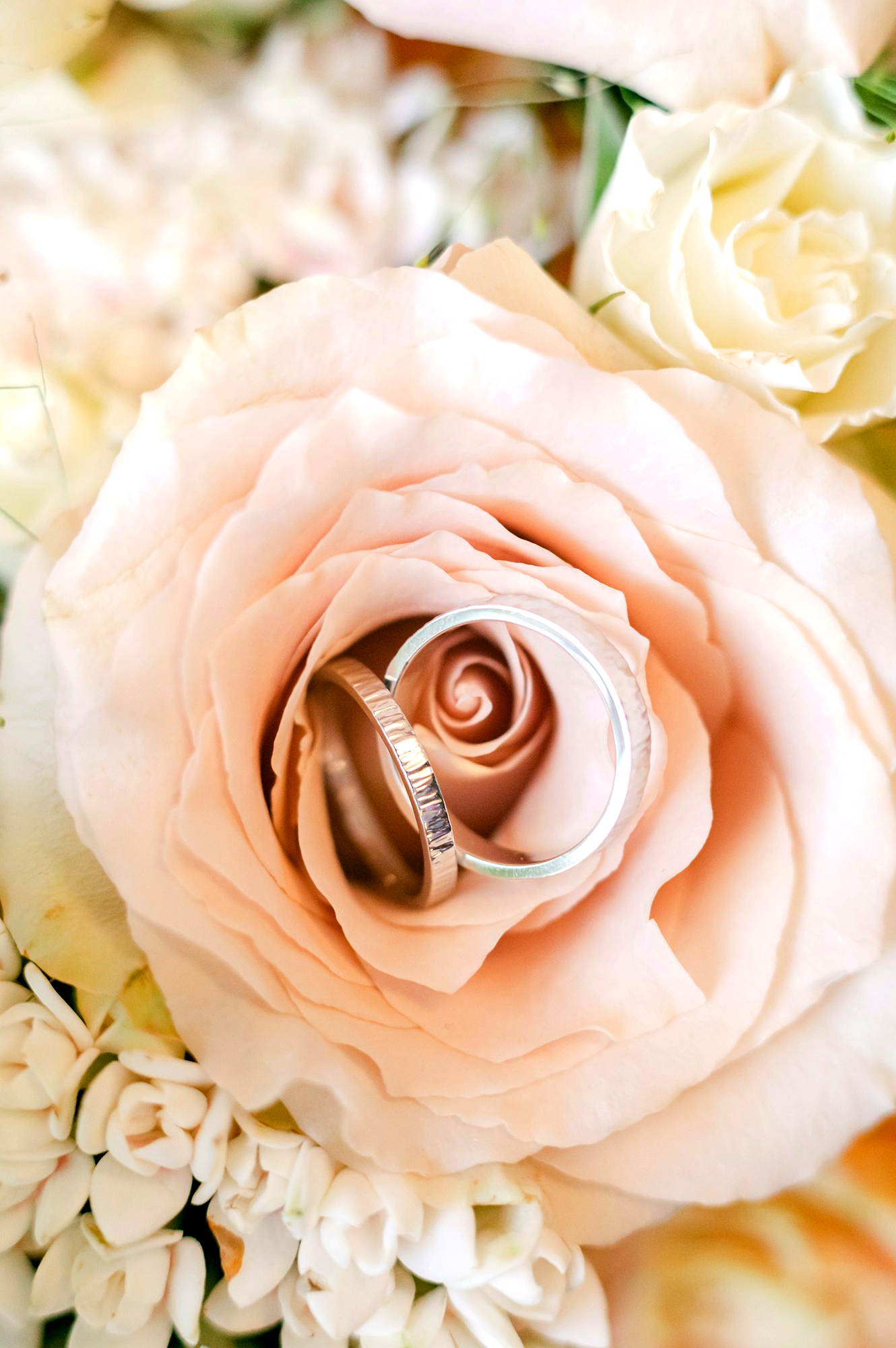 Close up of a Rose and Wedding Rings