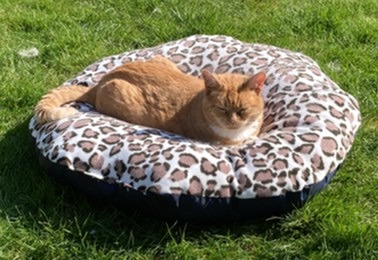 Cat bed from old umbrella and fabric.JPG