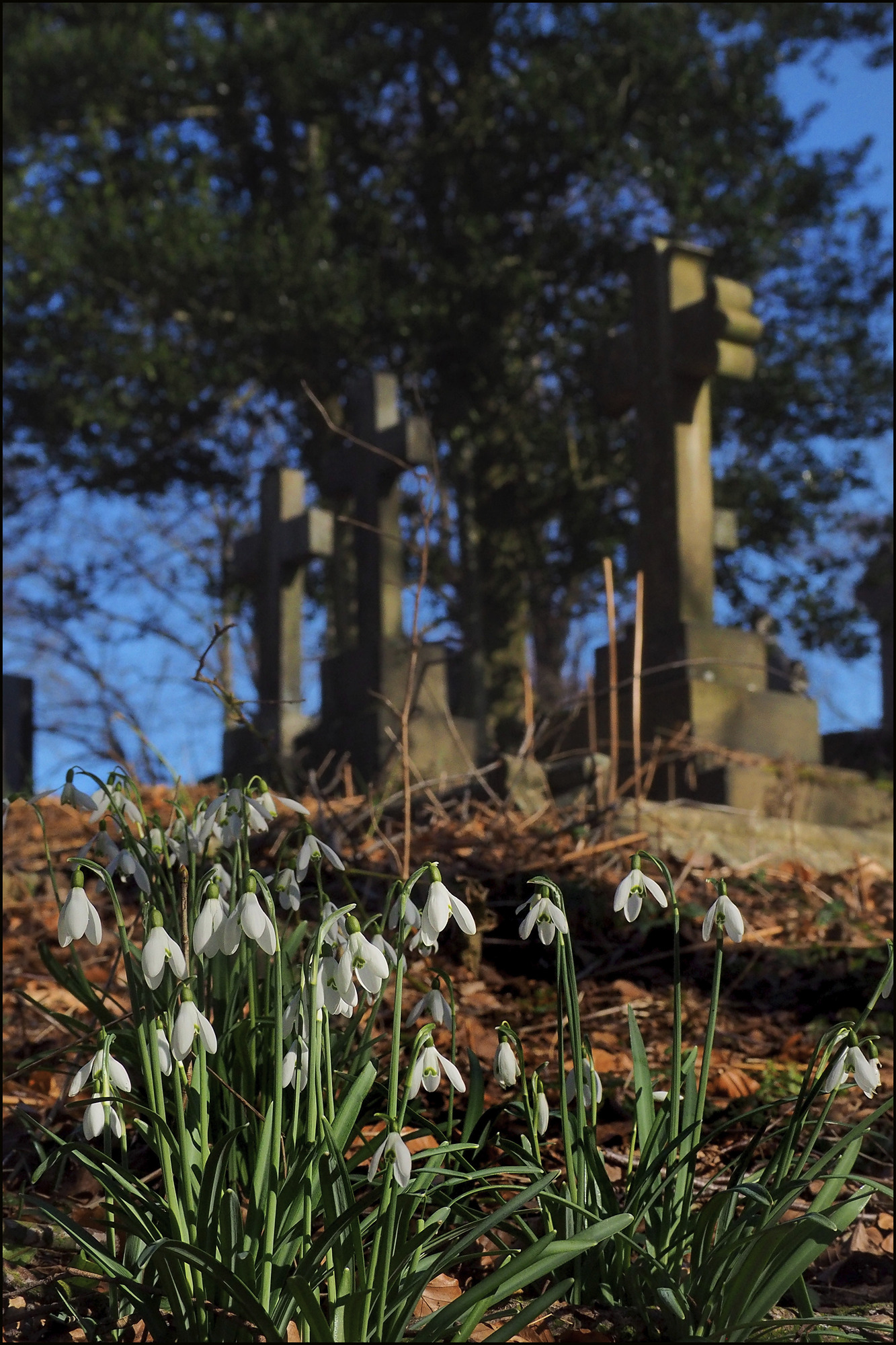 PW.Snowdrops+Crosses.jpg