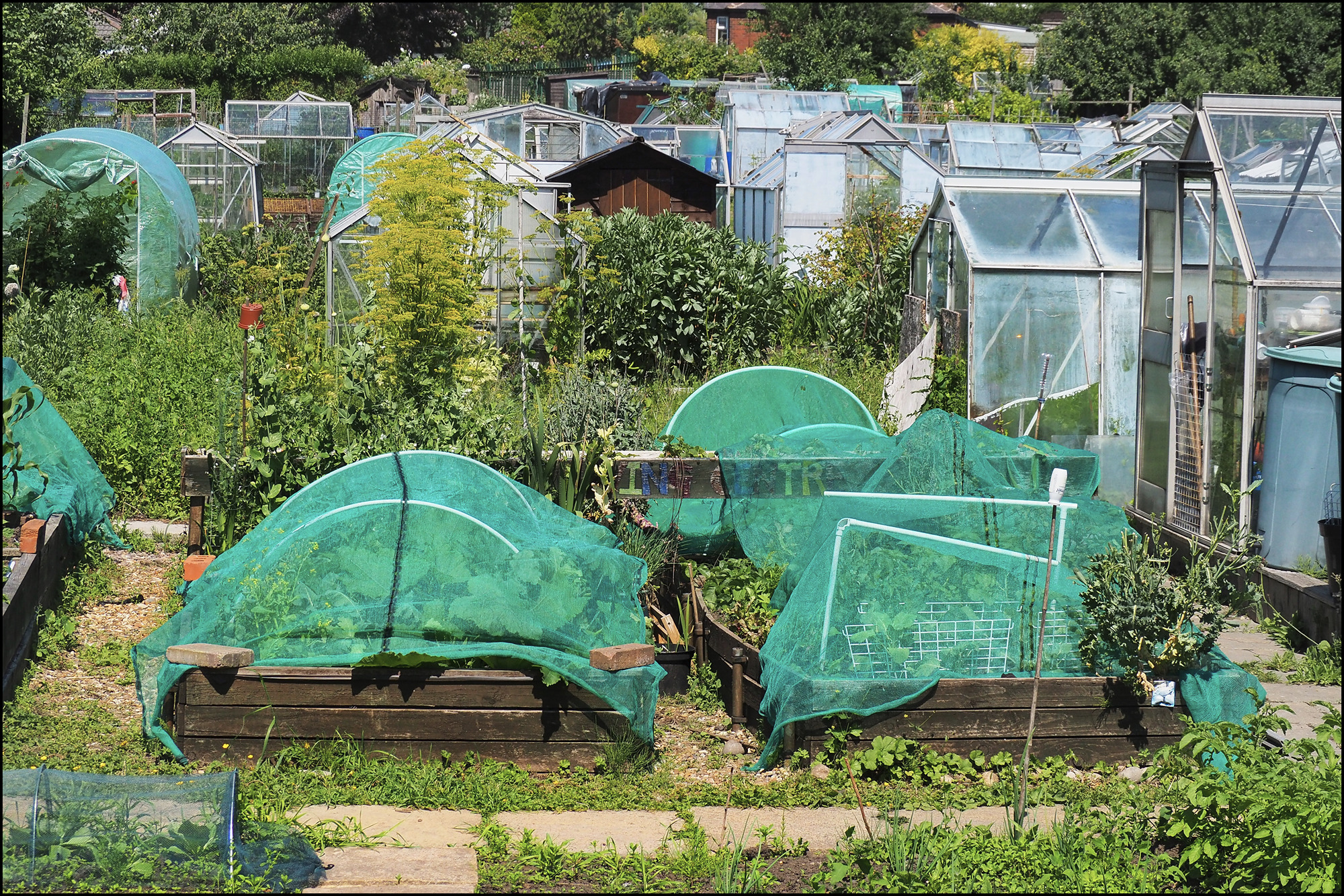 PW.Allotment.jpg