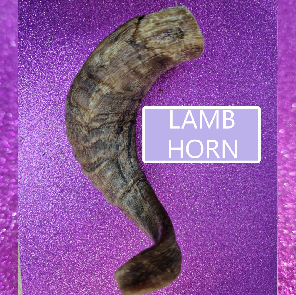 Lamb Horn