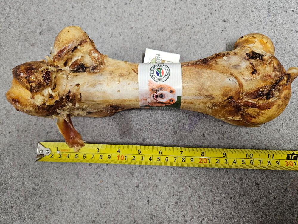 Ostrich Dino bone